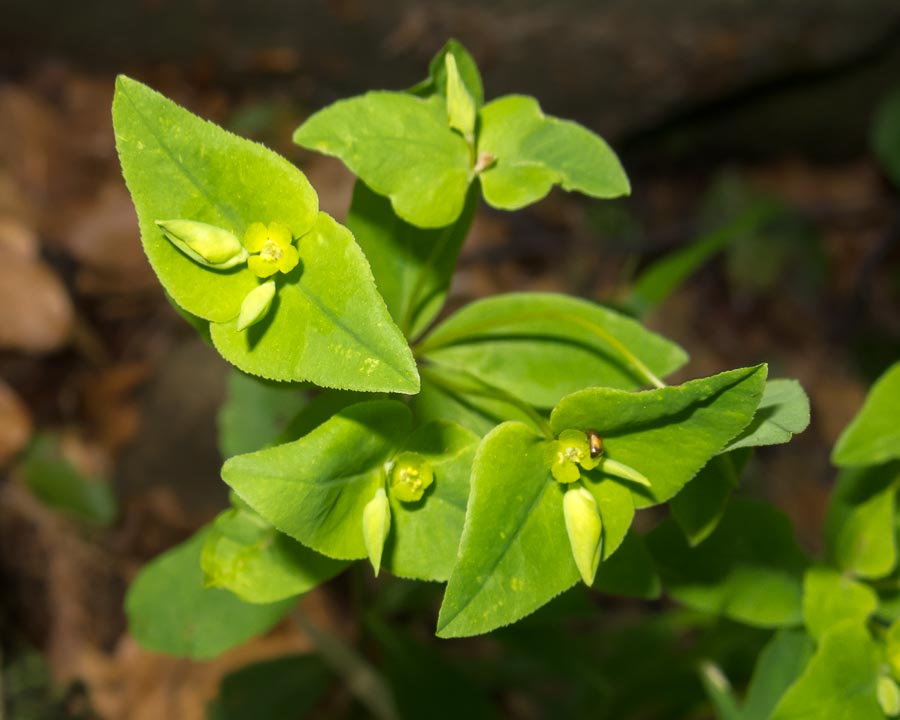 Euphorbia in faggeta - Euphorbia dulcis